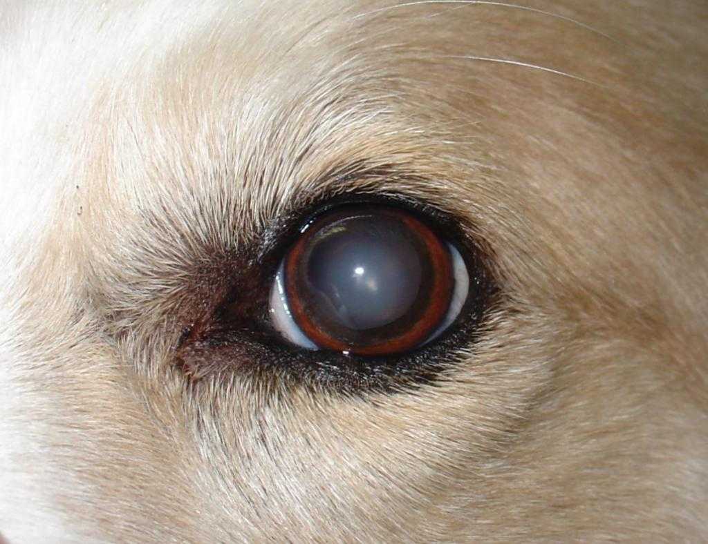 Если ваша собака потеряла зрение, ей понадобится особенный уход Собаки, как и люди, приспосабливаются к слепоте, поэтому следует научить собаку полагаться на ее другие чувства