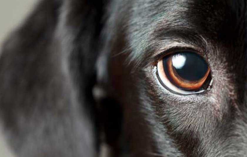 Слепота у собак - симптомы, лечение, препараты, причины появления