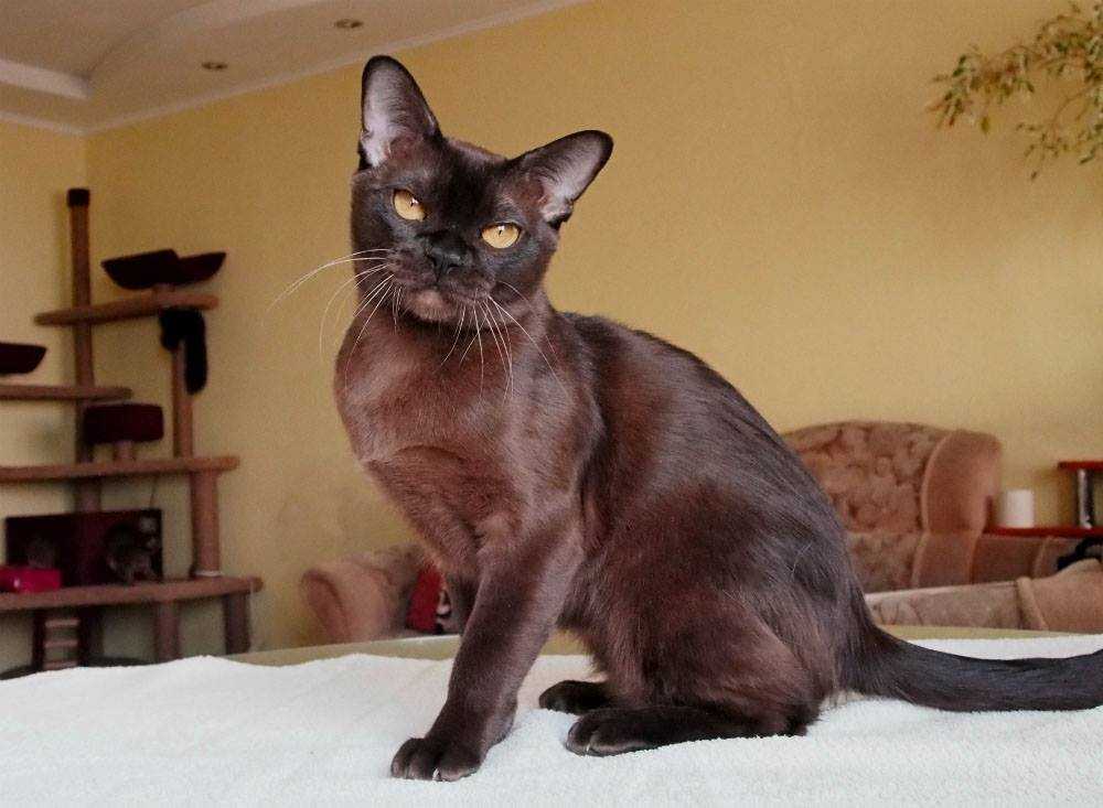 Бурманская кошка: описание породы и характера с фото, рекомендации по уходу