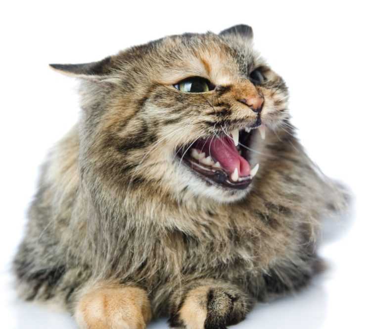 Кошка рычит и шипит – причины, действия
