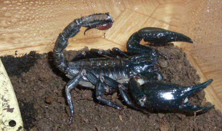 Скорпион животное. описание, особенности, виды, образ жизни и среда обитания скорпиона | живность.ру