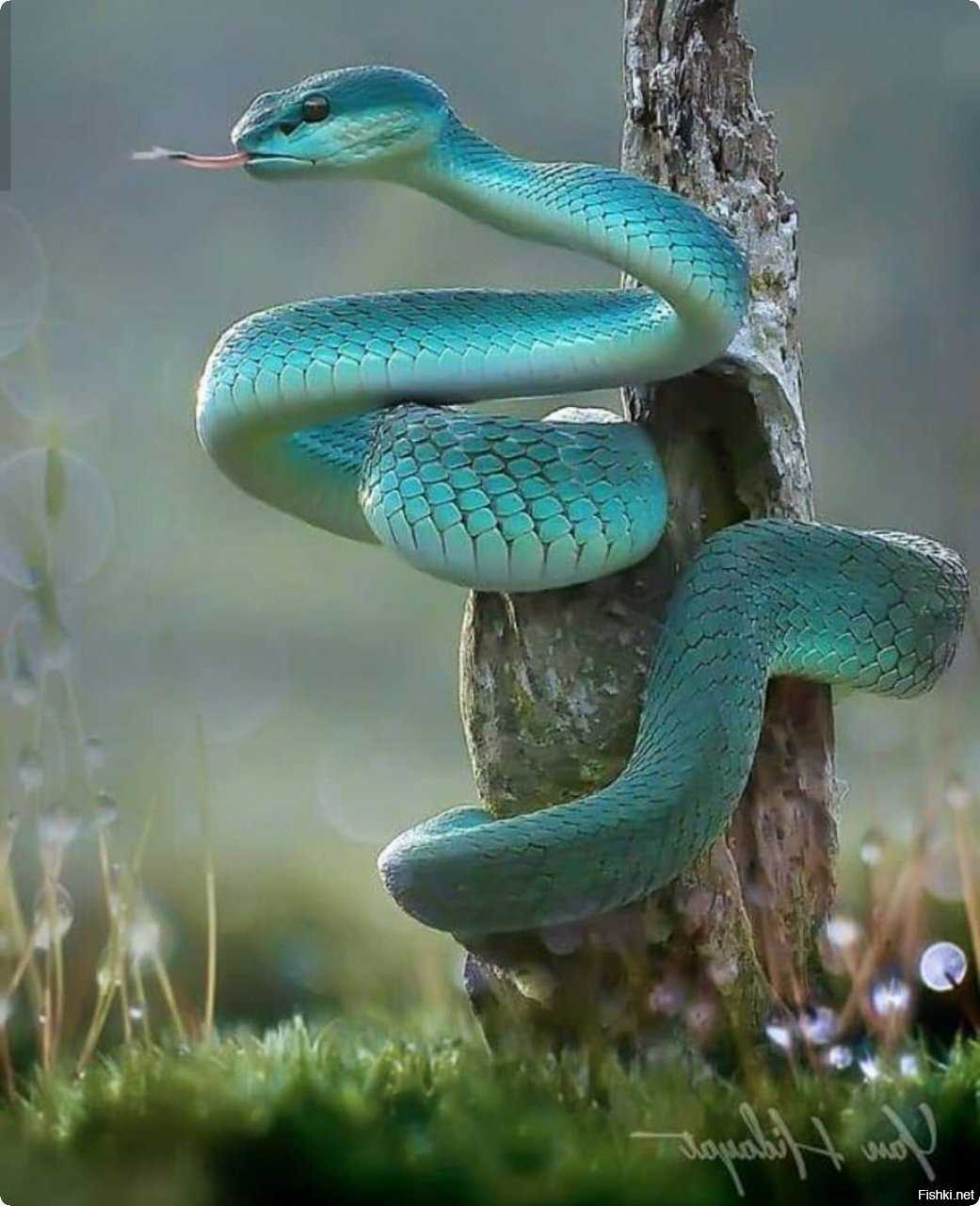 Виды змей. описания, названия и особенности видов змей