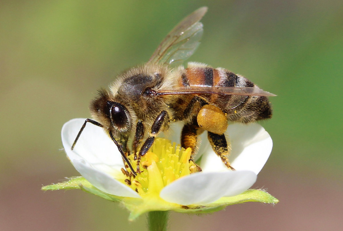 Пчелы и другие насекомые. Пчела мохнатоногая. Башкирская медоносная пчела. Пчелы медоносные насекомые. Медоносная пчела одомашнивание.
