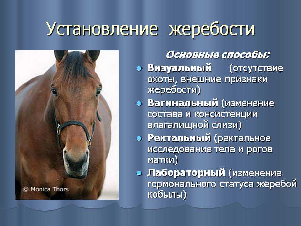 Сколько длится беременность у лошади, как проходят роды