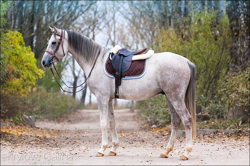 Салерно - итальянская порода верховых лошадей Салерно - умная, простая в уходе, дружелюбная и спокойная лошадь, энергичная и хорошо сбалансированная Салерно славятся спокойным и дружелюбным характером и показывают прекрасные результаты в спорте Их использ