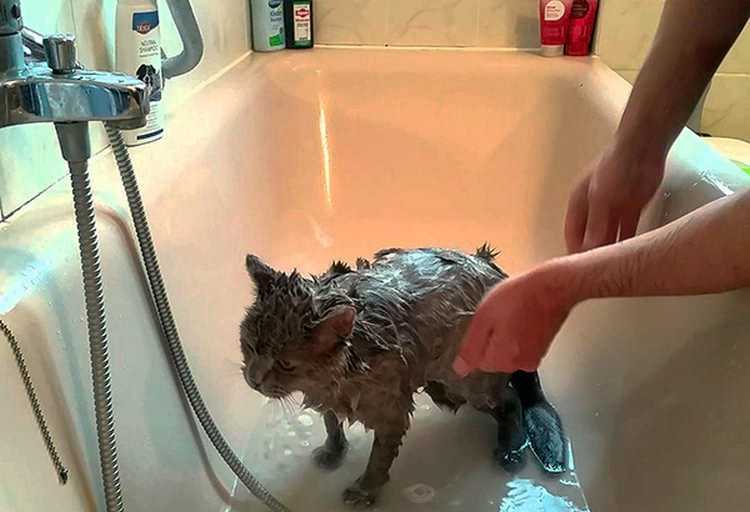 Надо ли купать котёнка Когда это делают в первый раз Подготовка к процедуре Где купать Какие средства можно использовать Как помыть и высушить котёнка