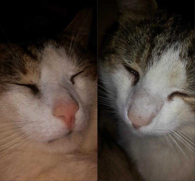 Сухой нос у кошки: причины и что делать
