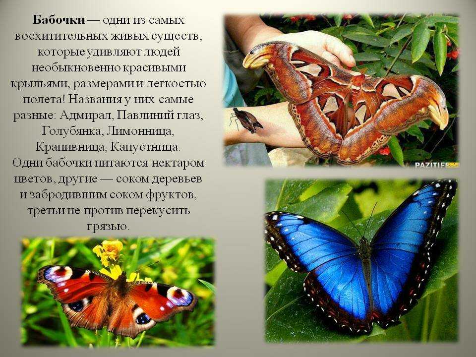 Бабочки - описание, особенности строения, виды, размеры, питание