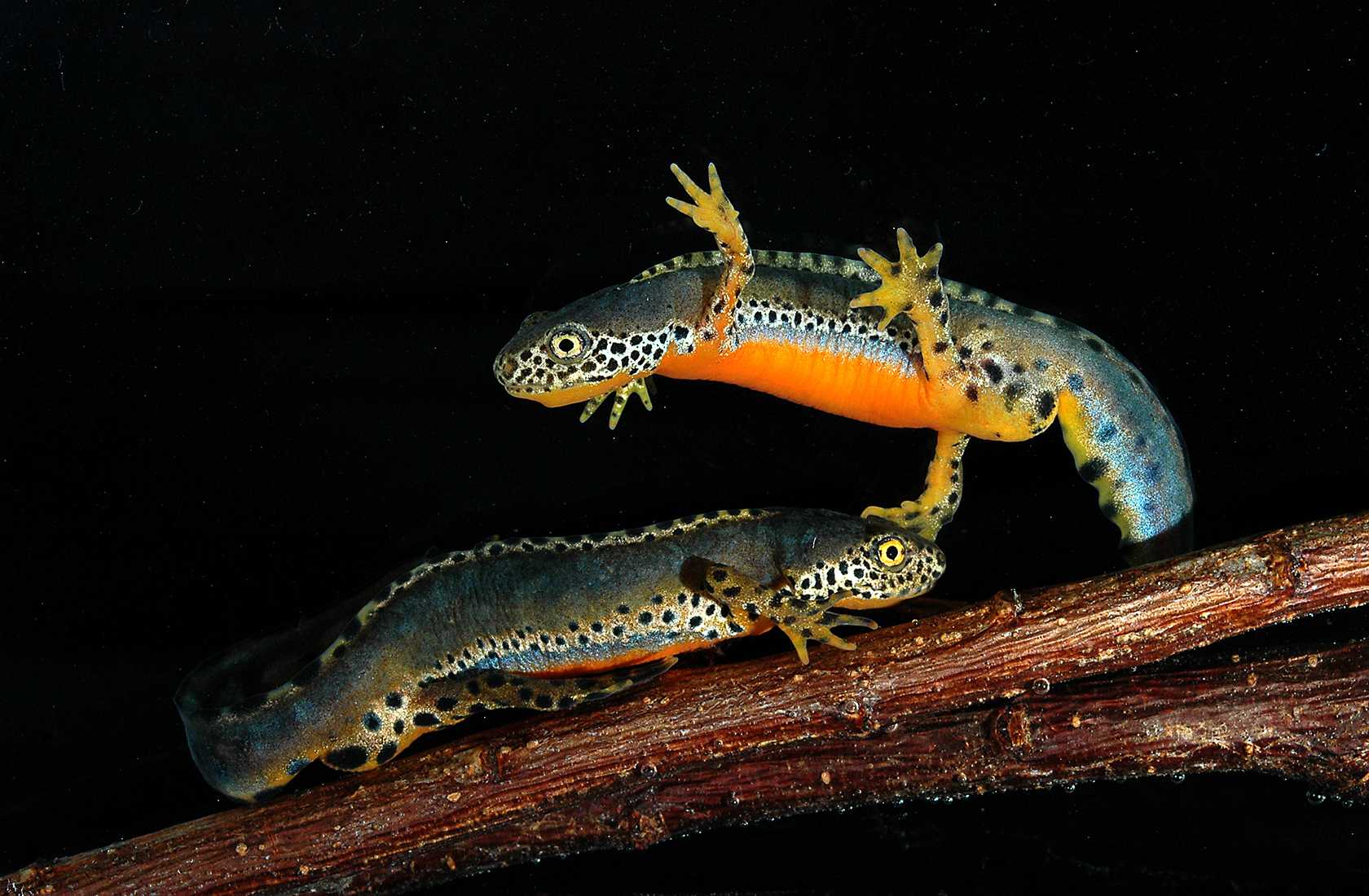 Ученые считают, что саламандры жуют тем же способом, что и первобытные сухопутные позвоночные