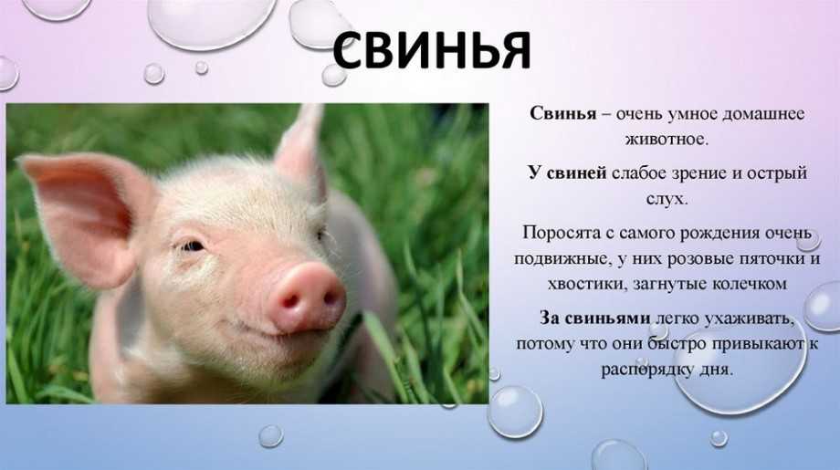 Почему свиньи так любят валяться в грязи –