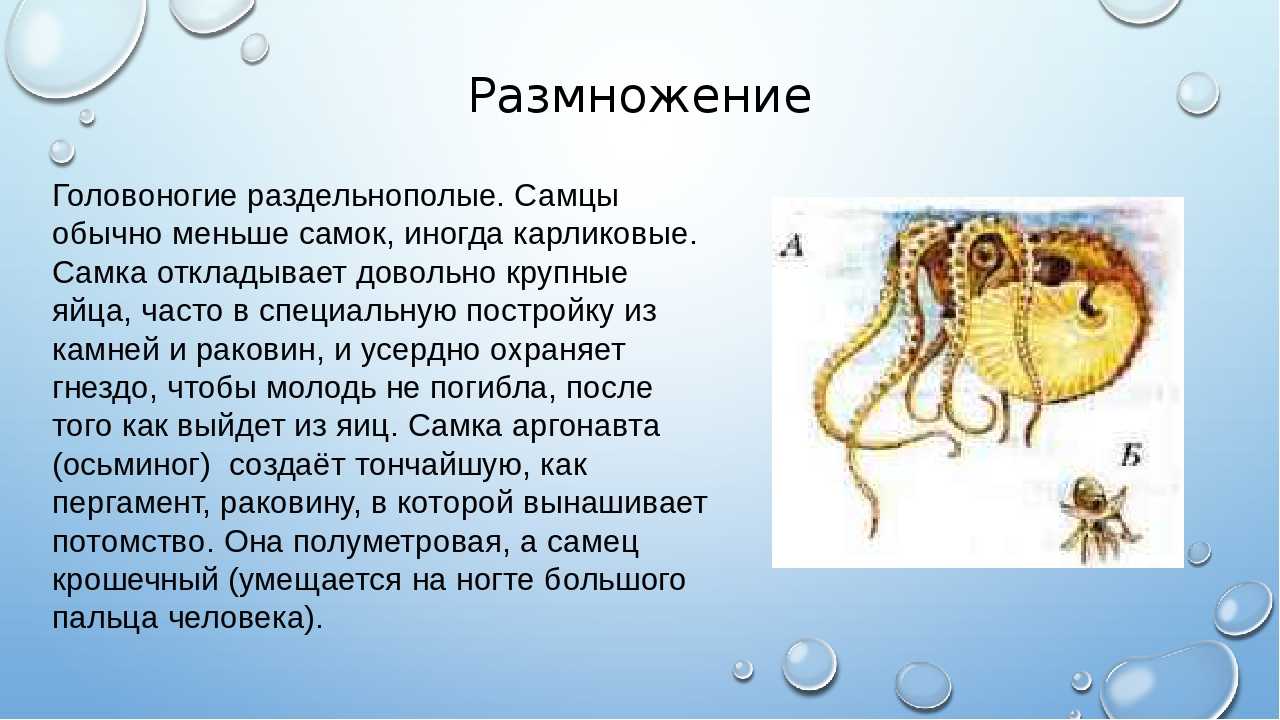 Малакология на сайте игоря гаршина. наука о моллюсках. конхология