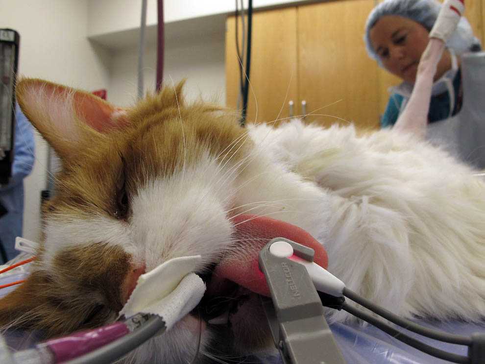 Стерилизация кошек: виды операции, этапы проведения процедуры, подготовка, подходящий возраст, уход за кошкой после стерилизации