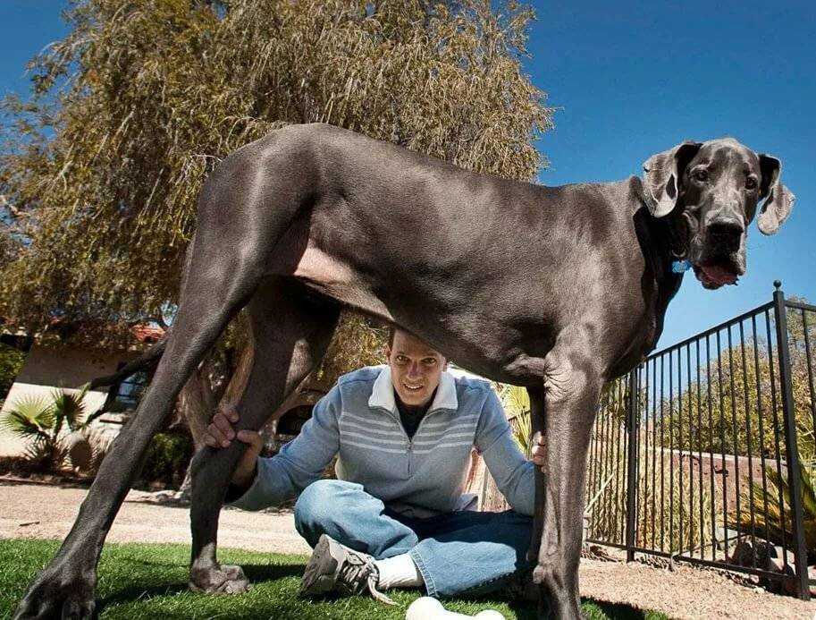 Самая крупная п. Английский мастиф Зевс. Мастиф Геркулес. Высокие собаки. Огромные собаки.