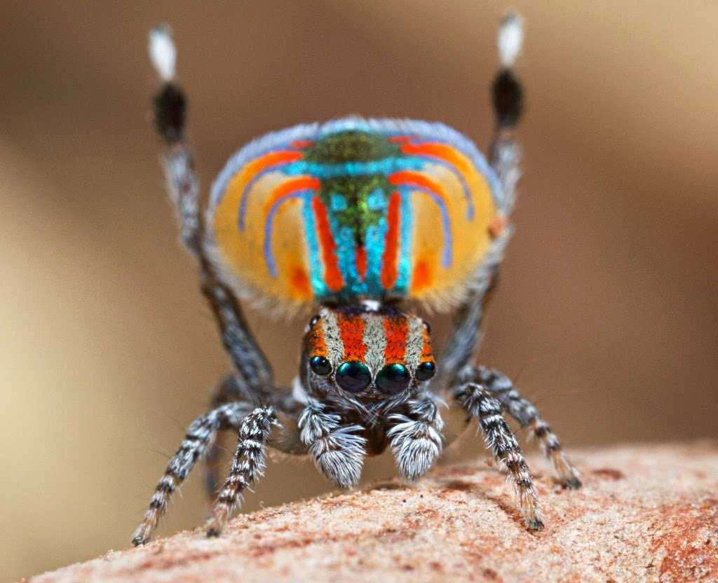 Топ 15 самых красивых и милых пауков в мире - фото, названия и характеристика