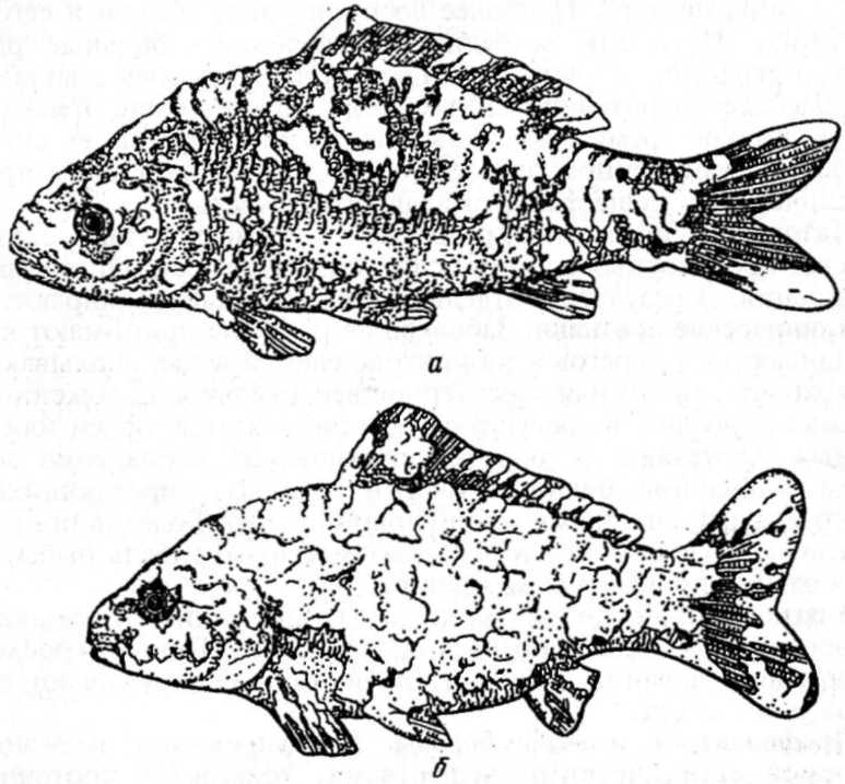 Болезни, вызываемые ракообразными (крустацеозы). болезни аквариумных рыб