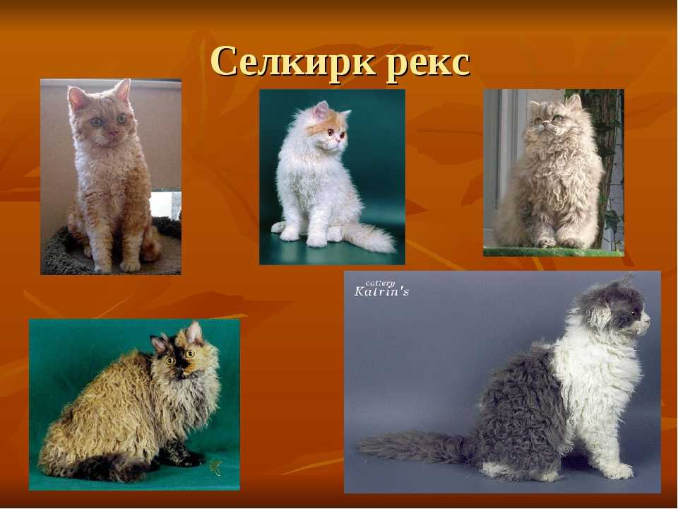 Селкирк рекс: кошки и коты
