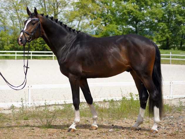 Чистокровная верховая лошадь: описание породы