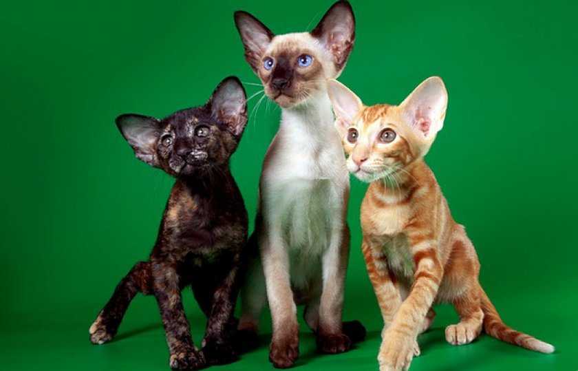 Ориентальная кошка: особенности длинношёрстной породы ориентал, фото и описание кота, выбор котёнка и отзывы владельцев