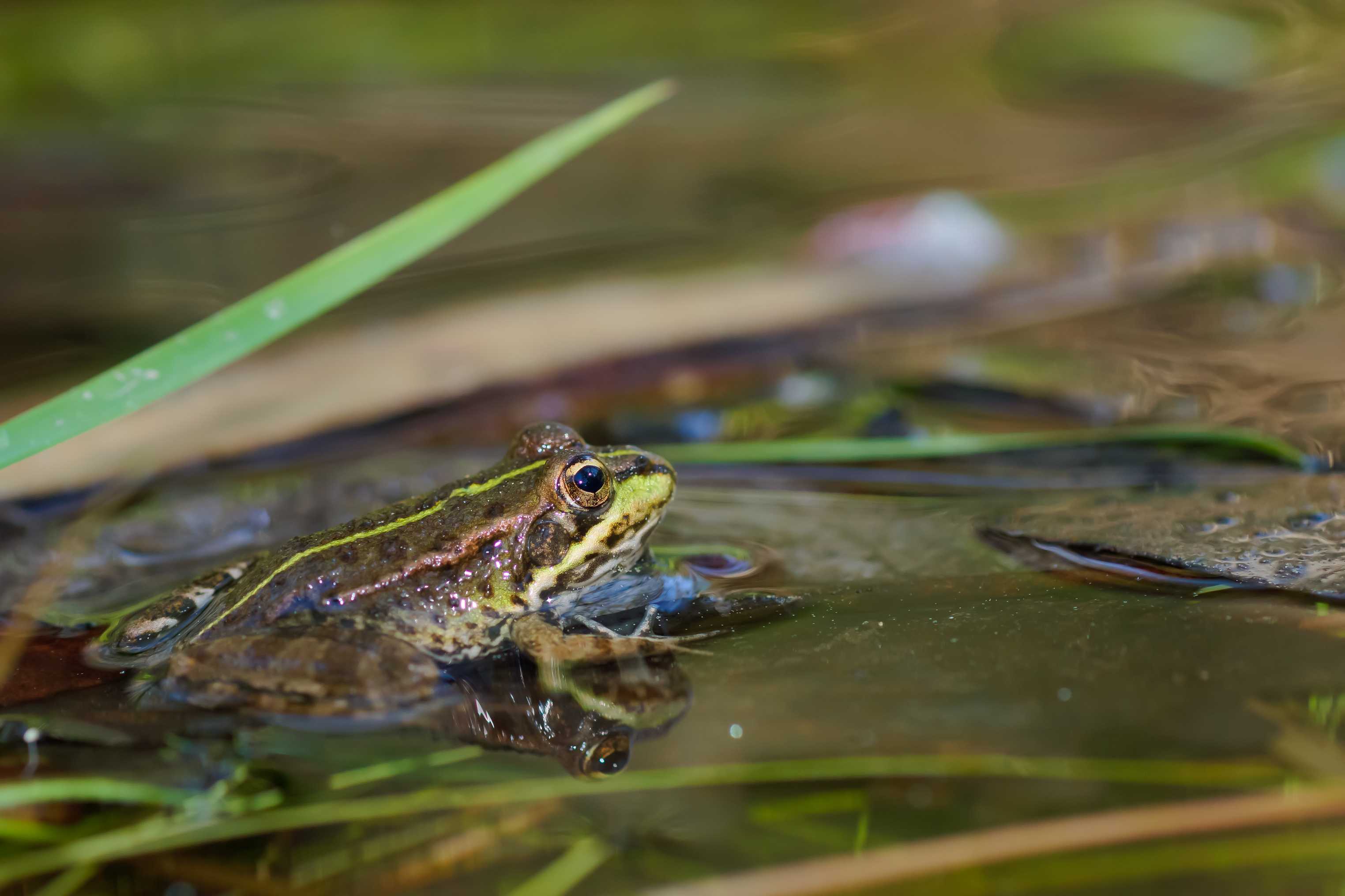 Земноводное т. Лягушка жаба Тритон это. Обыкновенная Болотная лягушка. Лягушка квакша водная. Тритон и квакша.