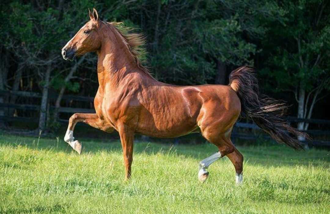 Английская чистокровная верховая лошадь: описание, фото, уход и кормление