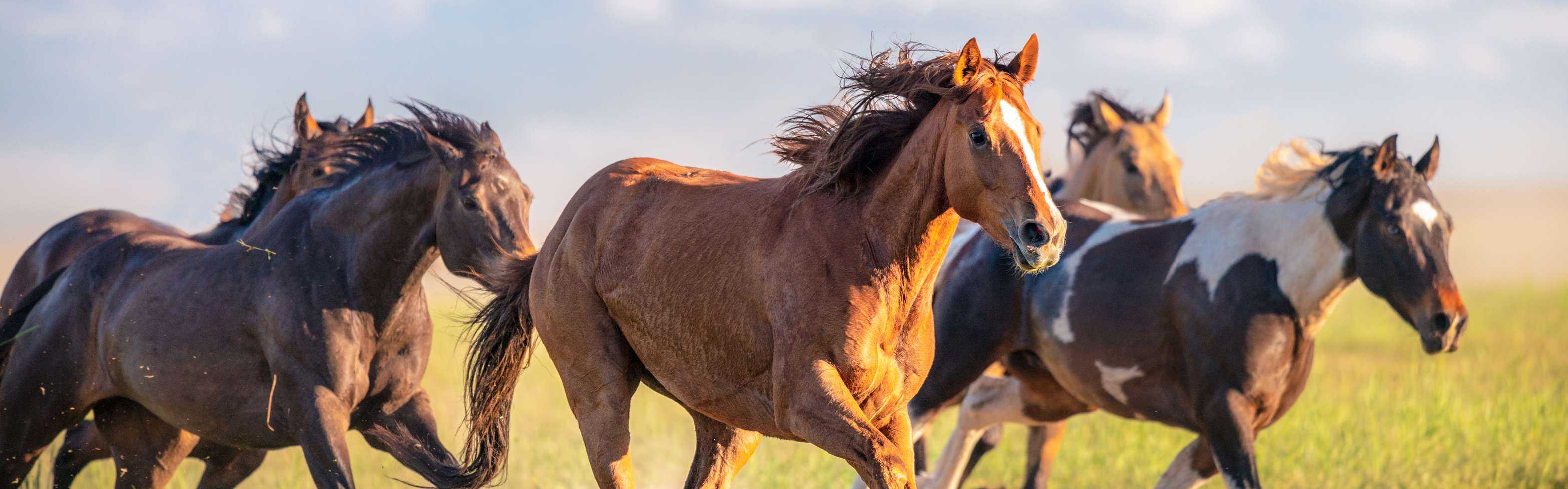 Разведение лошадей — важные моменты и особенности