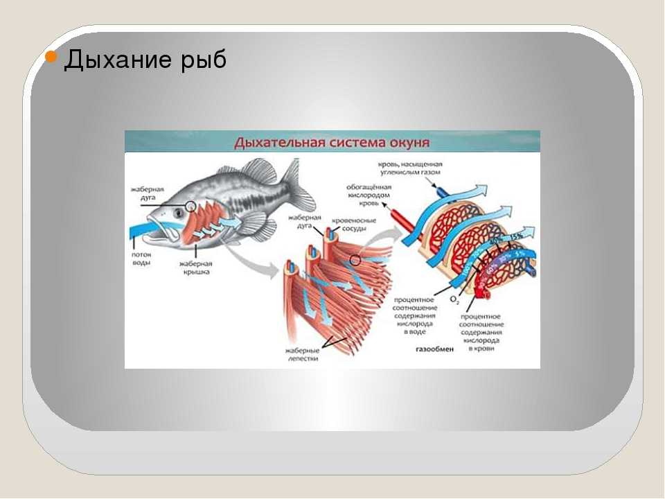 Дыхание рыб схема