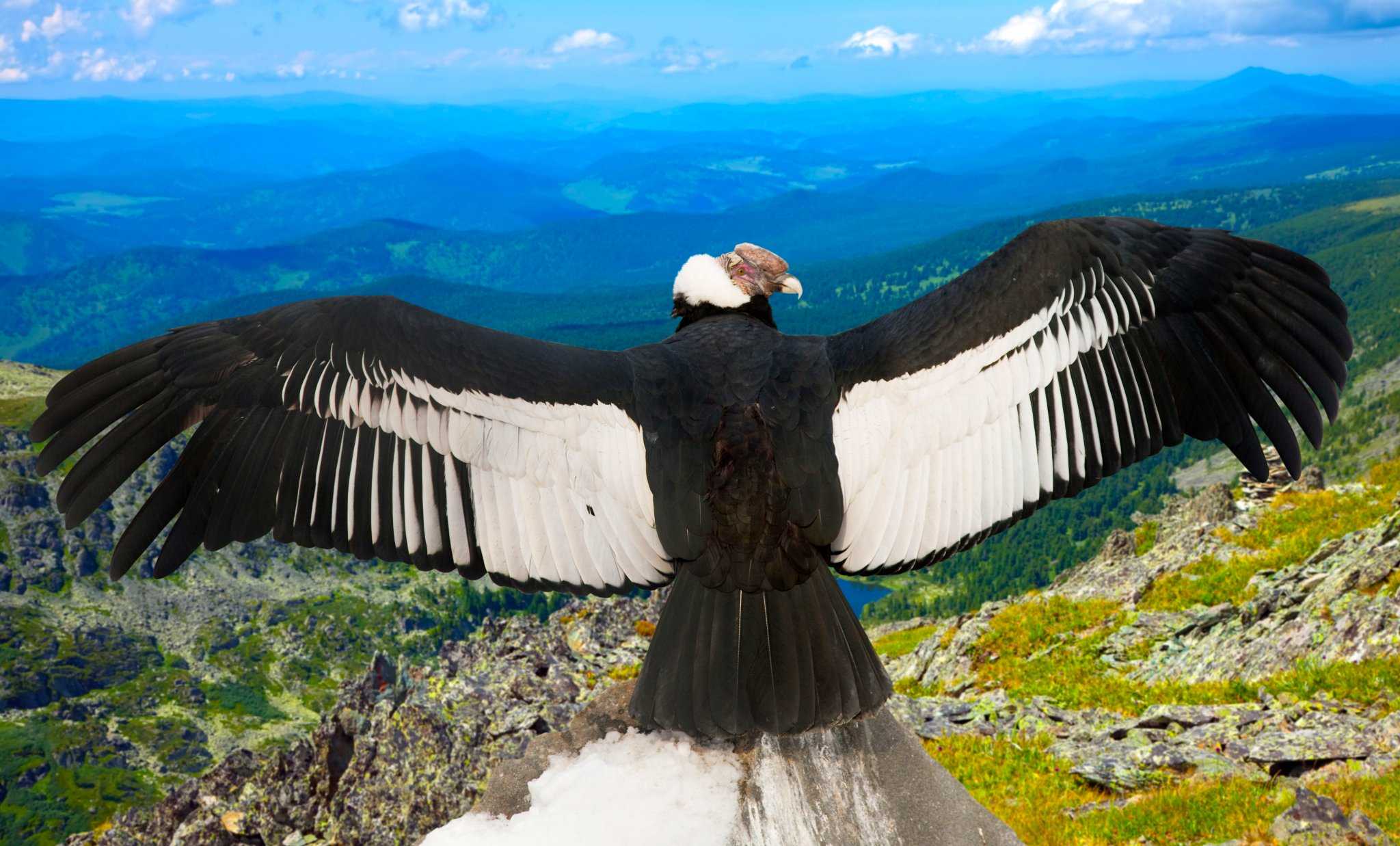 Cамая большая летающая птица в мире: рост, вес, размах крыльев