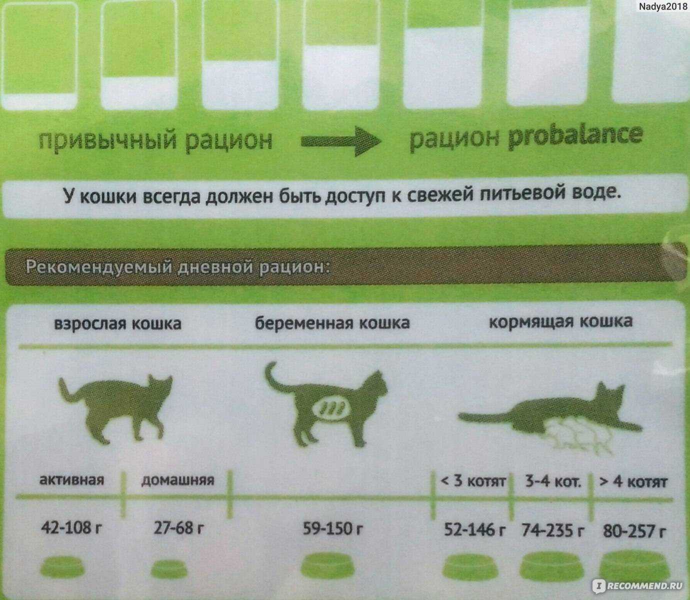 Сколько сухого корма нужно кошке в день