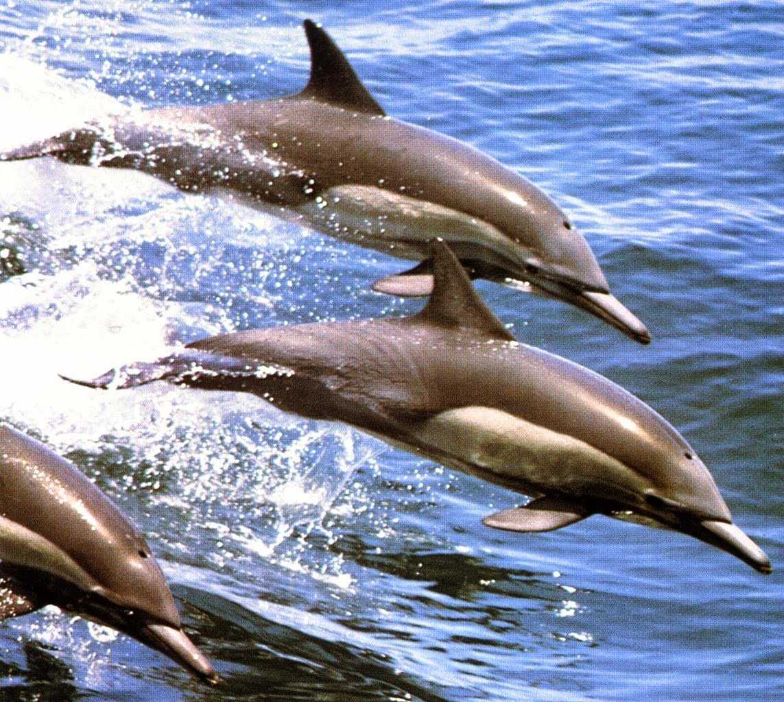 Дельфин – описание, виды, где обитает, чем питается, фото