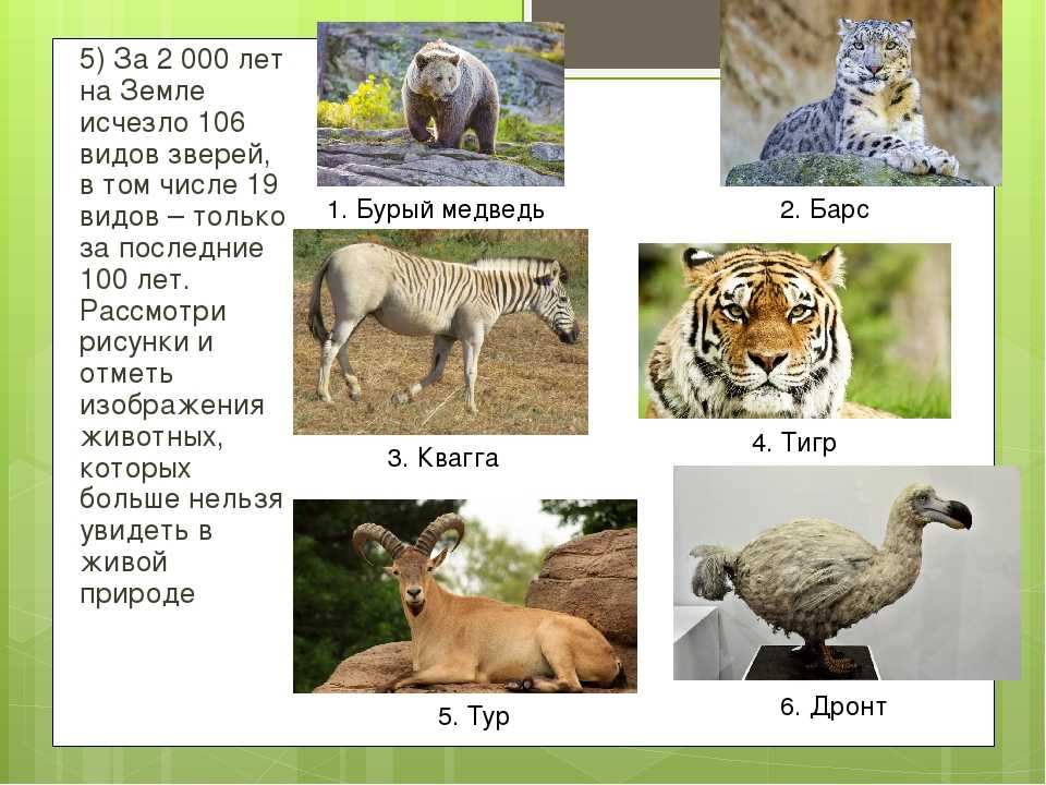20 видов животных, вымерших в результате человеческой деятельности