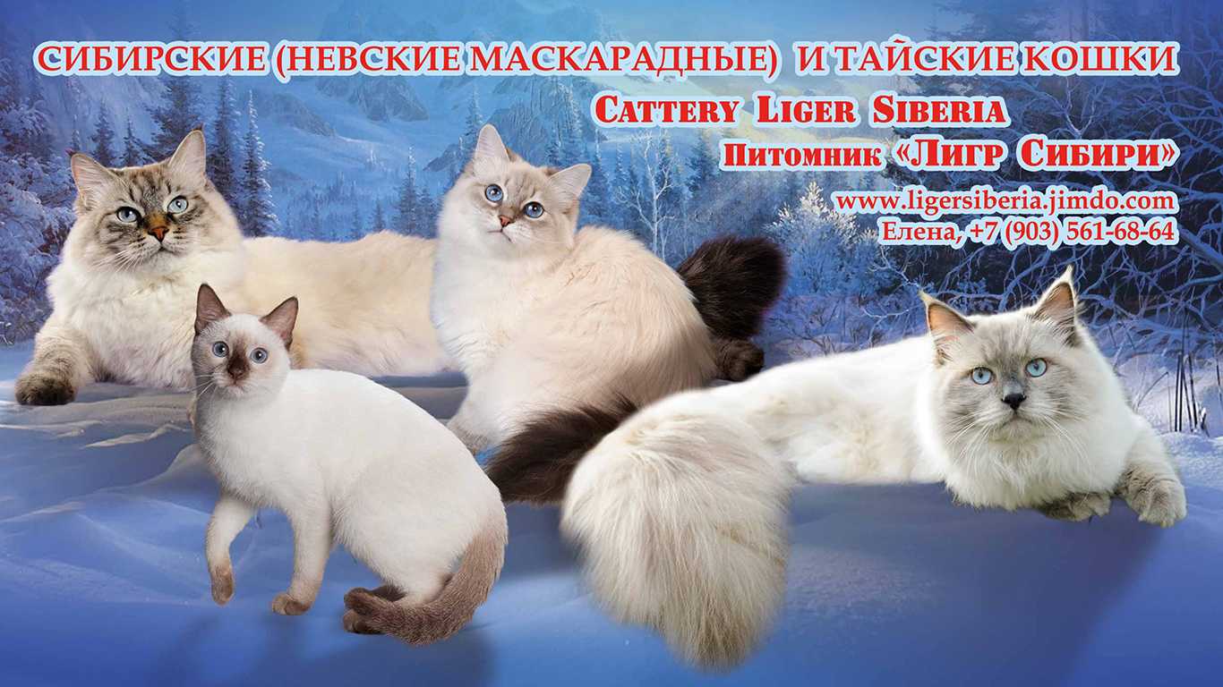 Невская маскарадная кошка: характер, как ухаживать за невской породой