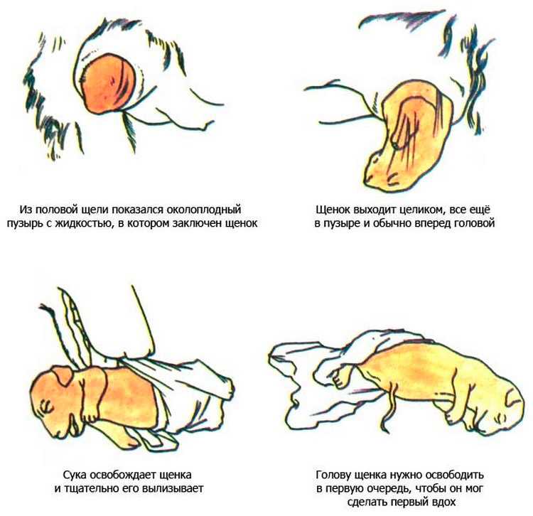 Роды у суки собаки, положение щенков при родах, родившийся щенок, интервал между щенками, щенение и , осложнения родах, беременность собаки роды, разведение собак