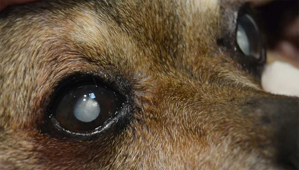 Слепота и потеря зрения у собак, что делать? описание признаков слепоты у собак на petstory