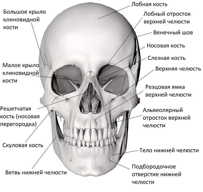 Большие лобные кости. Кости черепа человека анатомия. Строение костей черепа человека. Кости лицевого отдела черепа человека вид спереди. Череп человека с названием костей.
