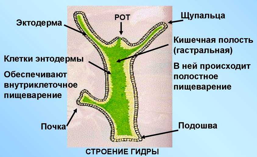 Клетки эктодермы. Строение кишечнополостных животных 7 класс. Кишечная полость у кишечнополостных. Строение кишечнополостных 7 класс биология. Строение полипа гидры.