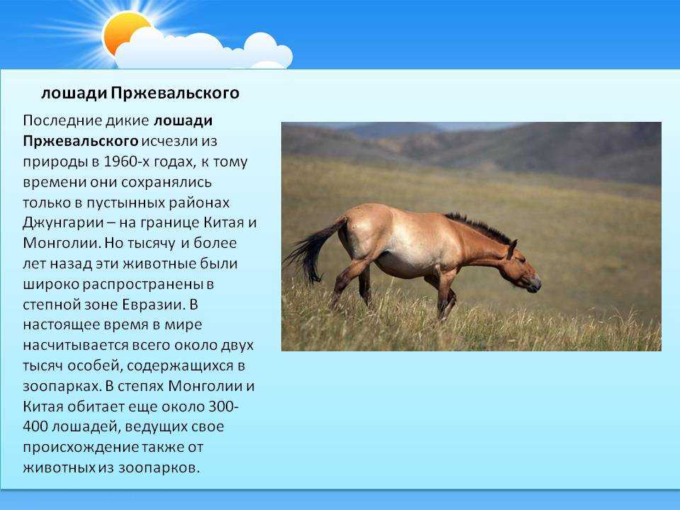 Дикая лошадь - самых лучших 76 фото скакунов особых пород