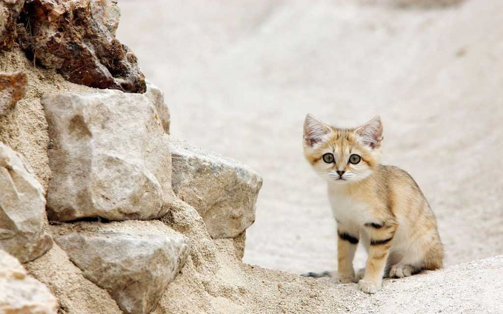 Барханный кот — самый маленький среди диких кошек
