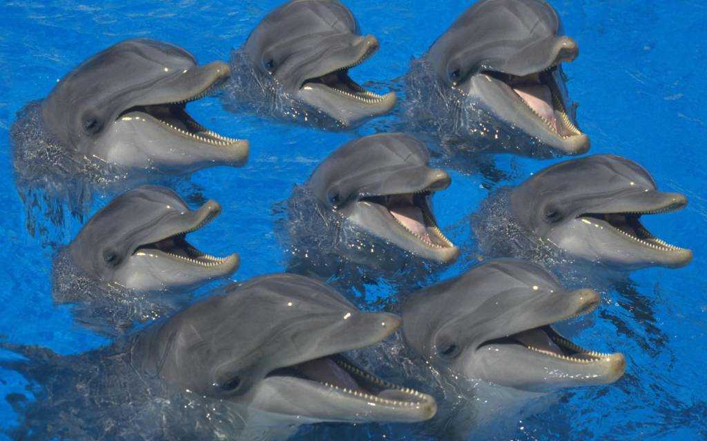 Дельфины – виды и описание