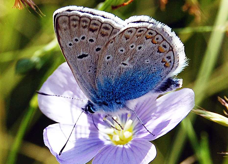 Голубянки чудесной shijimiaeoides divina. Голубянка Икар (Polyommatus Icarus).. Голубянка Икар бабочка. Бабочка голубянка самец. Голубянка аргали.