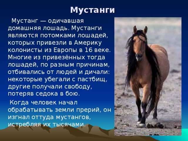 Мустанги: свободные лошади диких прерий