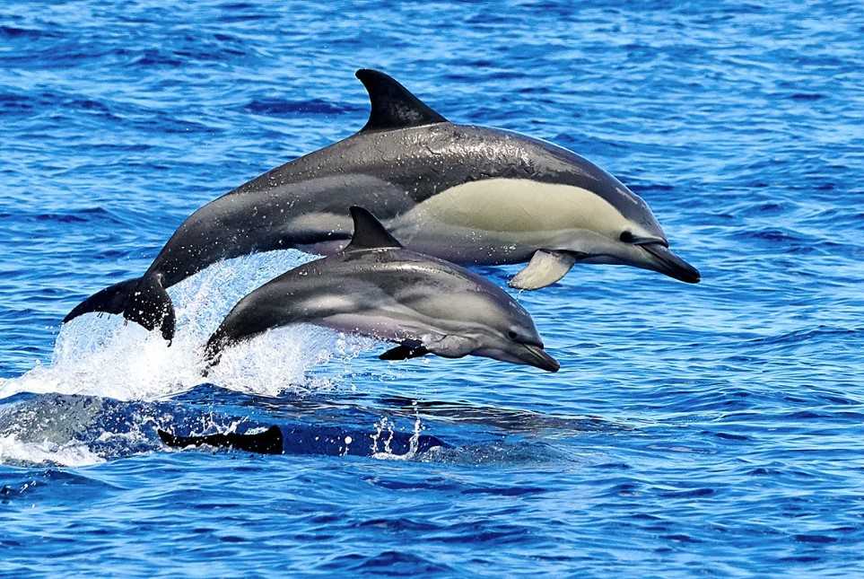 Дельфин-белобочка, или обыкновенный дельфин Delphinus delphis