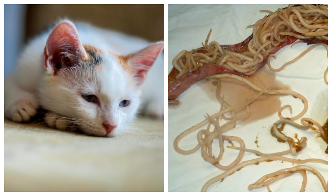Глисты у кошек: виды, фото и локализация гельминтовветлечебница рос-вет