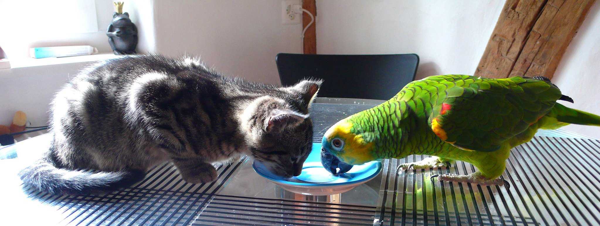 Кот и попугай в одной квартире, как приучить и подружить котенка и попугая