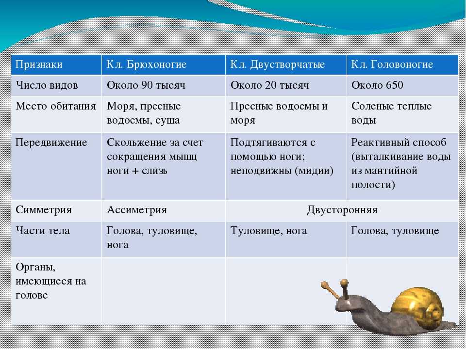 Урок 8: моллюски - 100urokov.ru