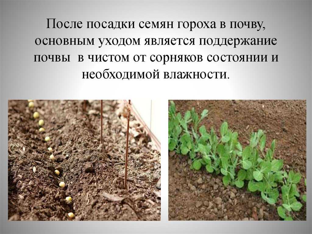 Посадка гороха схема посадки