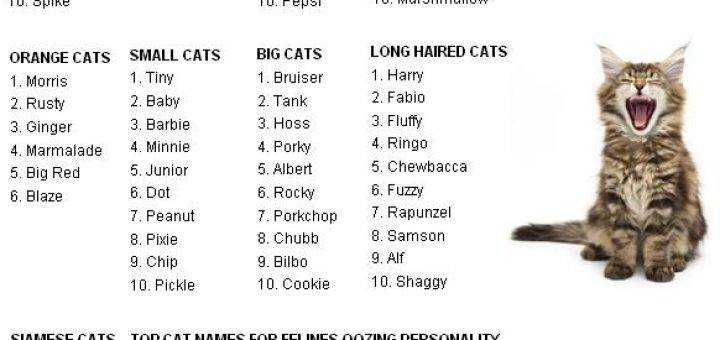 Английские имена для кошек