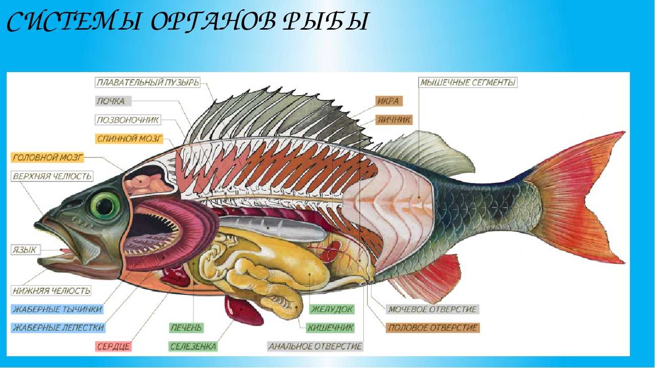 Какие системы органов у рыб. Внутреннее строение костной рыбы (самки). Внутреннее строение костной рыбы самка окуня. Внутренне строение речного окуня. Внутреннее строение костной рыбы.