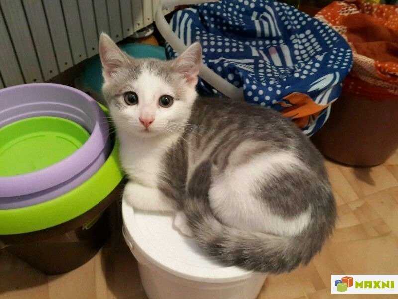 Как приручить дикого котенка, кота или кошку, что делать, если животное тебя боится, как его поймать