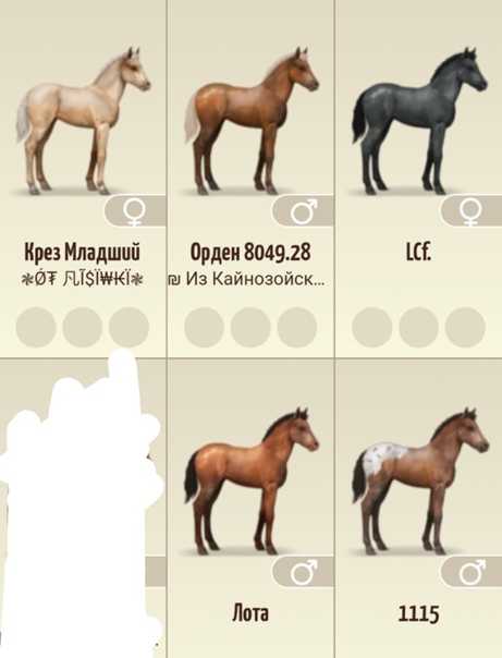 Клички лошадей: имена знаменитых коней, советы по выбору клички