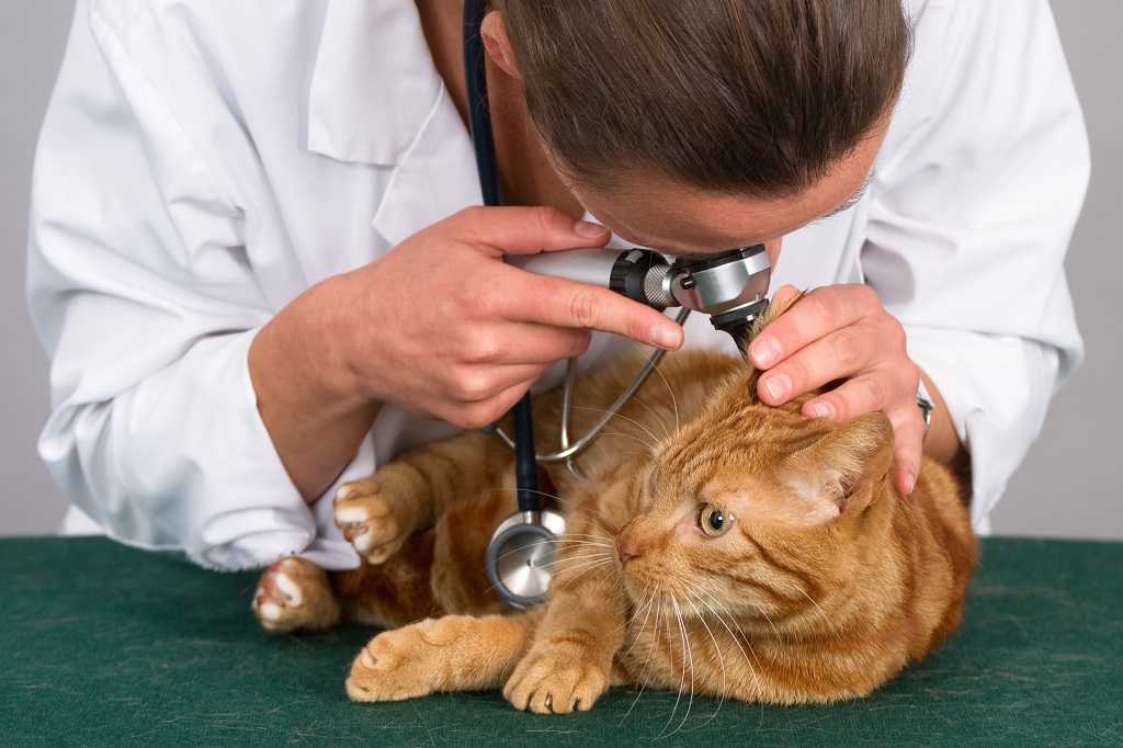 Почему кошка трясет головой: причины и сопутствующие симптомы, зуд в ушах, другие возможные проблемы, лечение дома и у ветеринара